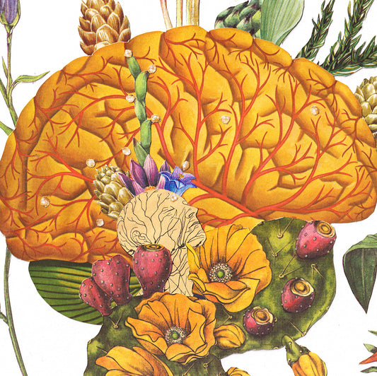 Brain Stem.